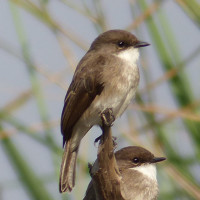 Swamp Flycatcher